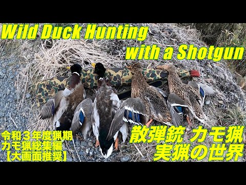 令和3年度 散弾銃カモ猟 総集編 Wild Duck Hunting with a Shotgun