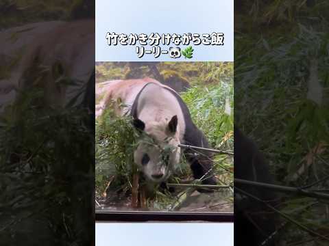 【竹をかき分けながらご飯🌿リーリー🐼】〜上野動物園〜