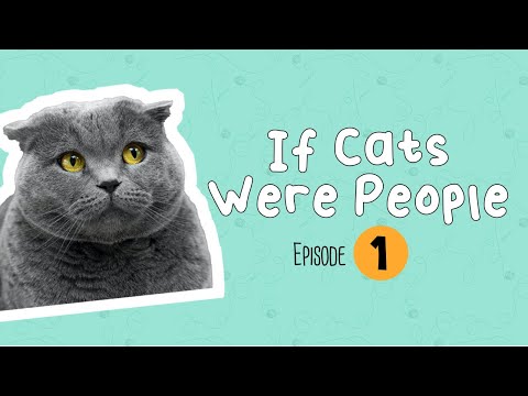 Episode 1: If Cats Were People