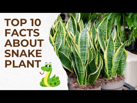 Houseplant Enthusiast's Delight: 10 Amazing Snake Plant Facts