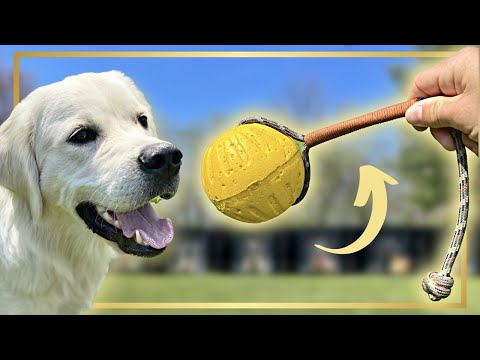 HOW TO TEACH FETCH LIKE A PRO! FIRST SESSION!