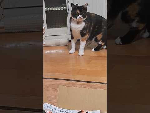 三毛猫の事件簿、今度はそこ？#shorts #三毛猫 #cat #愛猫