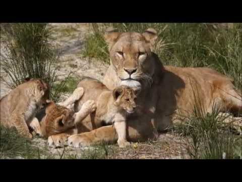 "AWIMBAWE" ("The Lion Sleeps Tonight") - Ladysmith Black Mambazo.