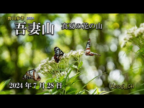 【吾妻山－真夏の花の山－】野山歩き2024