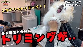 【初来店】１４歳チワワの噛み犬トリミング！！