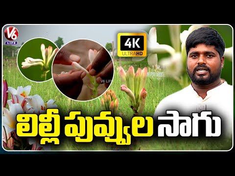 Lily Flowers Farming In Rangareddy District | 4K Video | V6 Life