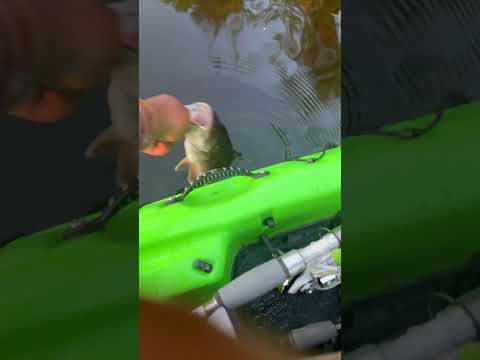 Smallmouth Bass Release #shorts #smallmouthbassfishing #beginnerfishing #bassfishing