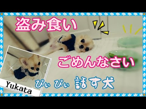 盗み食い⚡ごめんなさい🐶ぴぃぴぃ話す犬🎶ココマフィ～Chihuahua ate a snack without permission.She poses for sorry.Talking dog