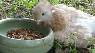 Pet pigeons: Swiss Lucerne (luzerner tauben)