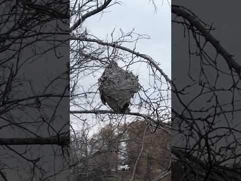 BIRDSHOT VS. PAPER HORNETS NEST #hornets #youtubeshorts #reels #funny