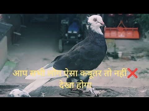 आप# सभी लोग तो ऐसा कबूतर नहीं❌ देखा होगा 🕊🕊long video#trending #my #first #vlog #video