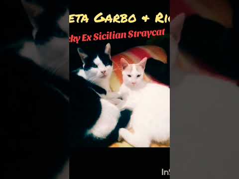 RICKY EX SICILIAN STRAYCAT #straycats #cats  #catlovers #pets   #sicily