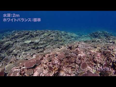 OLYMPUS TG6 Underwater White Balance Comparison