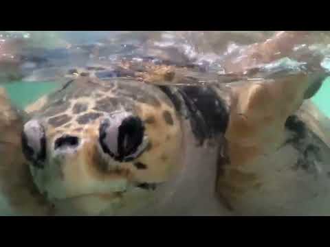 伊豆の水族館の亀