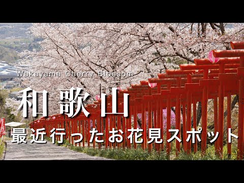 Wakayama】Wakayama's recently visited cherry blossom spots🌸