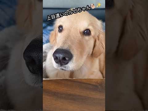 飛んでくるカリカリを空中キャッチ🐕️✨👍#ゴールデンレトリバー #ゴールデンレトリバーのいる生活 #ゴールデンレトリバー仔犬