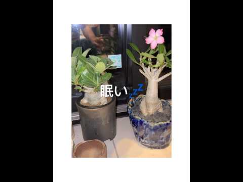 【睡眠管理】アデニウムは眠い。。 #コーデックス #観葉植物