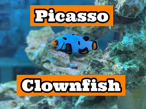 Saltwater Fish (Picasso Clownfish) The Designer Clownfish