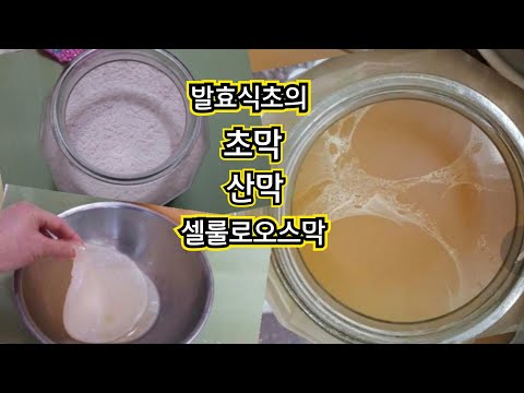 전통발효식초- 8/ 전통 발효식초 만들 때 건강한 초막과 산막, 셀룰로스막에 대하여/산막과 셀룰로스막  대처방법/