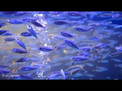 Aquarium 4K Video [ Ultra HDR • HD Version • Relaxing Music • Coral Fish Video • Mediation Music