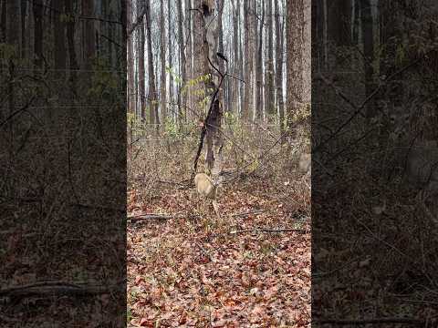 A fawn and her mom foraging on cold Thanksgiving Day | Horizons_視野 | deer | doe | wildlife