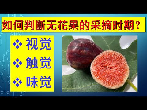 如何判断无花果采摘最佳时期. #无花果家庭有机种植栽培系列