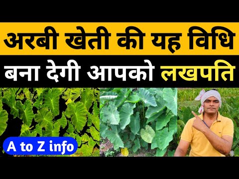 अरबी की खेती कैसे करें। Arabi ki kheti। Arabi Farming।अरबी की खेती