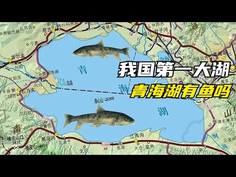 我国最大的湖泊青海湖是咸水湖，里面生存着一种曾救过数万人的鱼