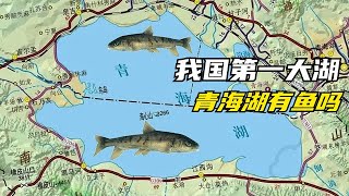 我国最大的湖泊青海湖是咸水湖，里面生存着一种曾救过数万人的鱼