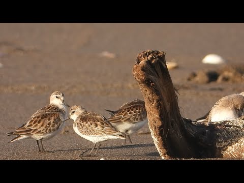 【えりすいしかり】トウネンとハマトビムシ