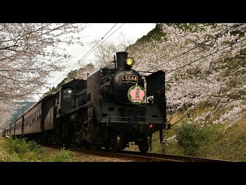 大井川鐵道 SLと桜2 2017年4月8・9日