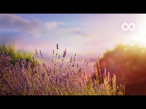 10 Hours of Relaxing Music: Piano Music, Massage Music, Study Music (Maia)