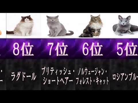 第222回人気ねこ総選挙