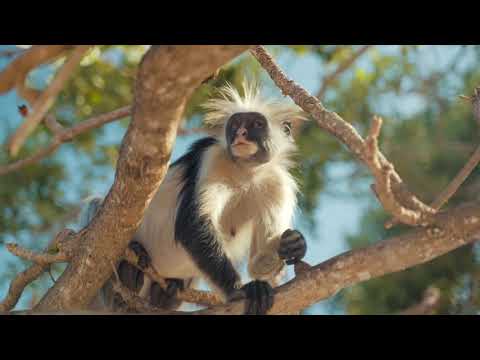 Little Monkey! | Copyright Free Video Footage