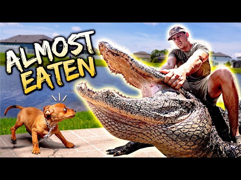 AGGRESSIVE ALLIGATOR In A NEIGHBORHOOD (Angry Karen Yells At Us) 12+ Footer