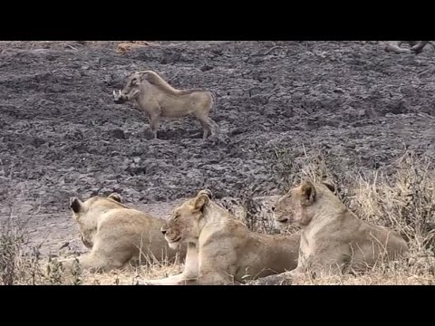 疣猪练习“倒车入库”，把一旁的母狮都看懵了，镜头记录搞笑全程 #神奇动物在抖音 #动物世界 #野生动物零距离 #神奇动物