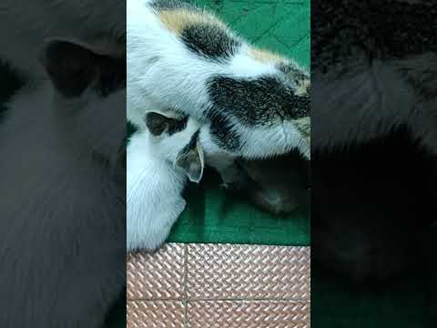 kittens busy with Mom