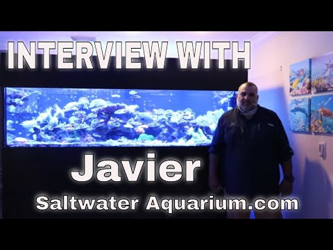 Visiting a Saltwater Tank