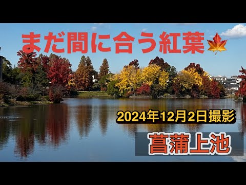 【まだ間に合う関西紅葉🍁】菖蒲上池遊歩道（奈良県）「あやめ池遊園地」跡1.3kmの遊歩道を散策　　#なら#あやめ池#遊園地 #こうよう