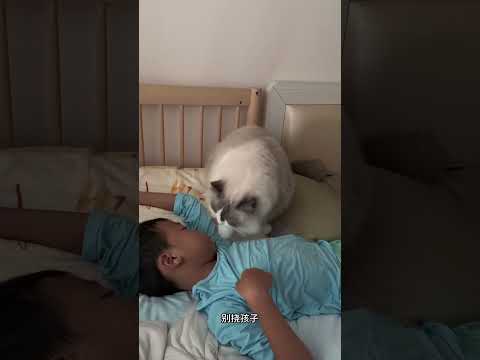 要不是我家猫，孩子得不到及时的照顾 #萌娃和萌宠 #猫和孩子