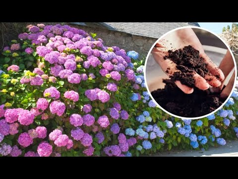 I sprinkle the soil around the hydrangea. The flowers bloom like crazy, they are bigger! 😱