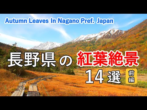 Top 14 best Autumn Leaves in Nagano, Japan (Part 1) / Hakuba, Togakushi, Shiga Kogen, Kirigamine