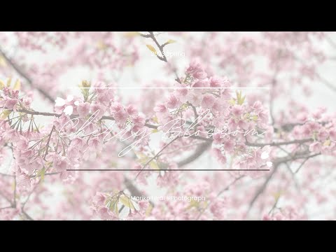 桜フォト＊ 2023