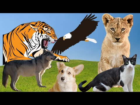 Carnivorous animals wild in nature - lion tiger eagle wolf cat dog - animal sounds