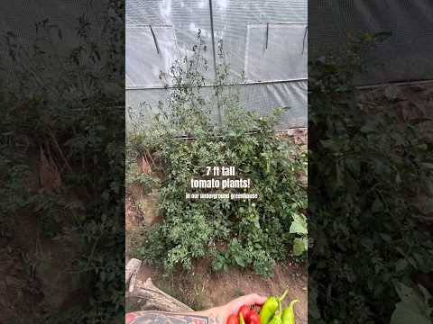 Today on the Homestead:Harvesting Tomatoes from Our 7ft Tall Plants| Underground Greenhouse #shorts