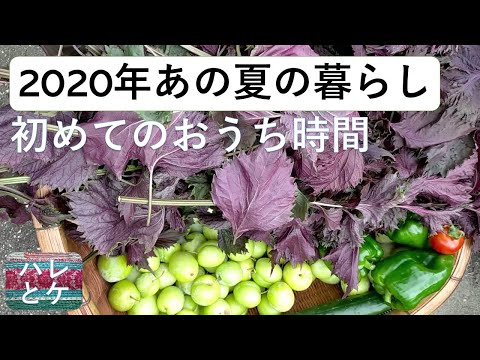 2020 My first life in the house "Summer life". Harvest / Handmade Enzyme Juice / Japan