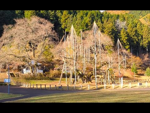 【冬支度を終えた淡墨桜】　岐阜県本巣市　2024年11月28日（木）　　Gifu-Japan