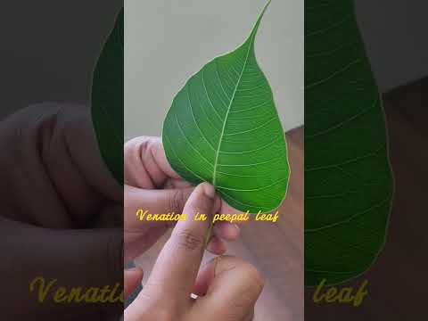 Venation in leaf | #shorts #neet #neet2023 #neet2022 #biology