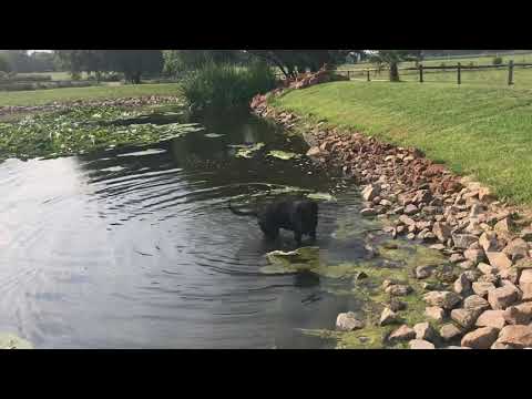 Playing in the pond