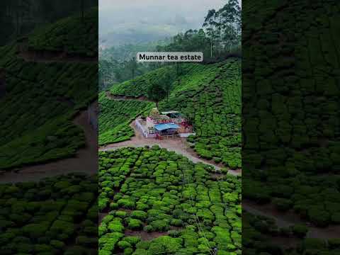 Munnar tea estate #shorts #shortsviral #shortsindia #kerala #munnar #shortsvideo